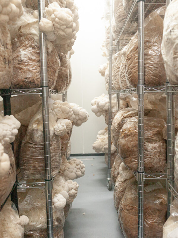 Frische Austernpilze in Lagerregalen.