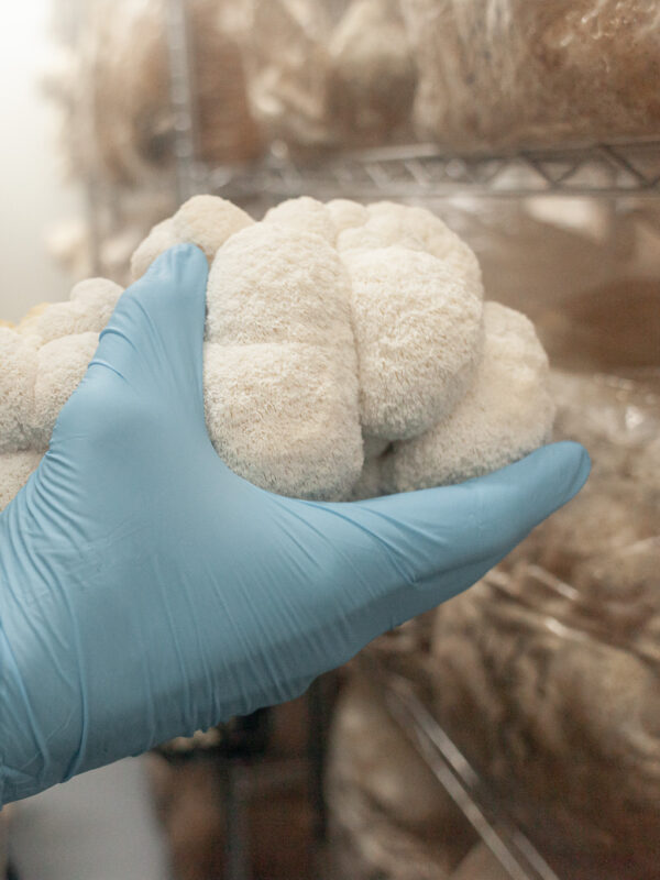 Hand mit blauer Schutzhandschuh hält frischen Pilz in einem Lagerraum.