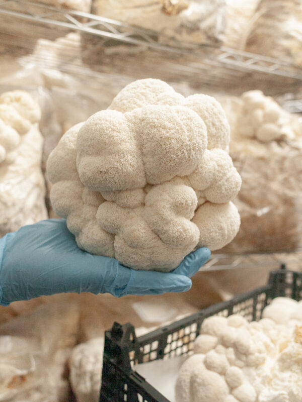 Frischer Pilz in Hand mit blauer Schutzhandschuh gehalten.