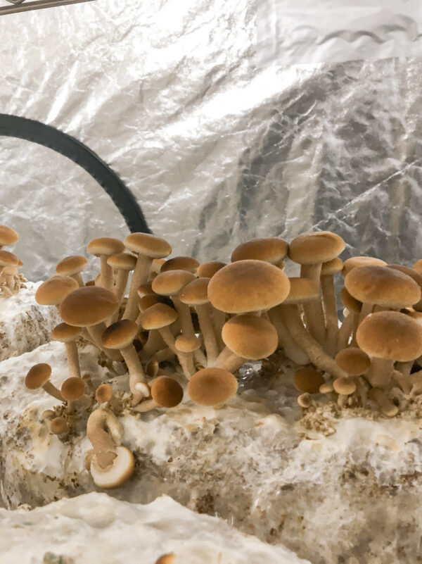 Pilze in der Pilzmanufaktur Freiburg, frisch und biologisch angebaut.