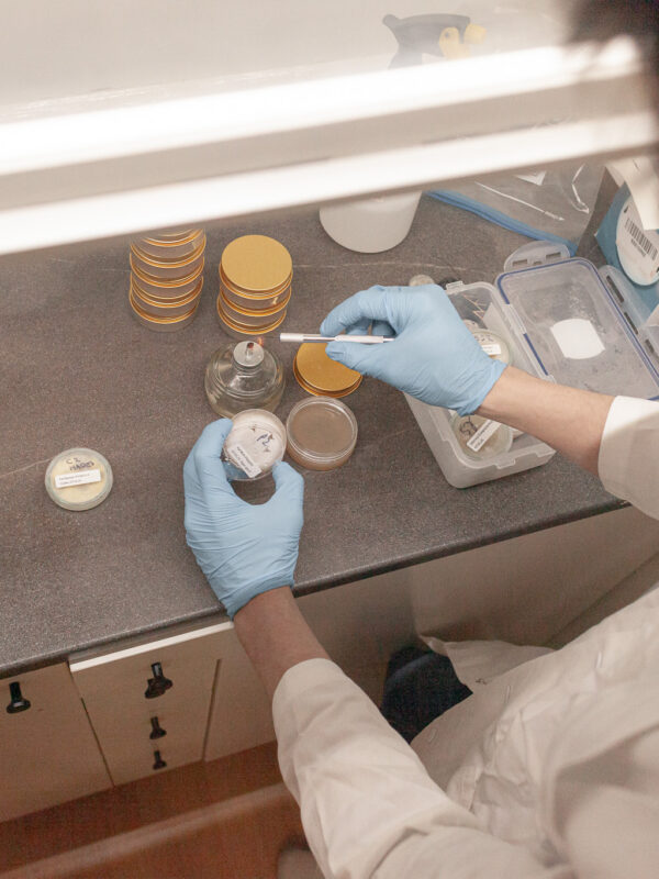 Wissenschaftler bei Pilzuntersuchung im Labor mit Proben und Reagenzien.