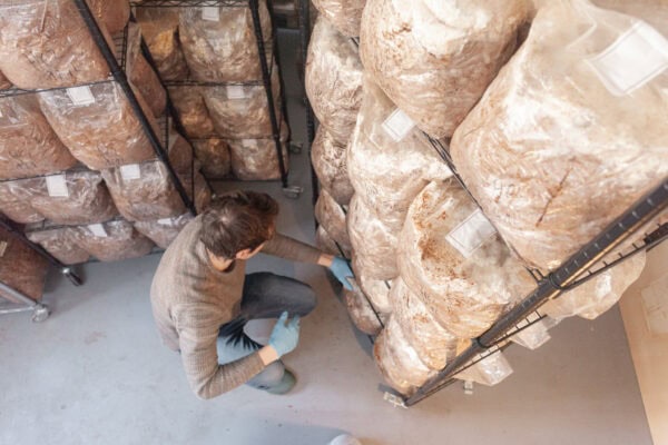 Myzel-Substrat in Lagerregal für Pilzproduktion, Pilzmanufaktur.