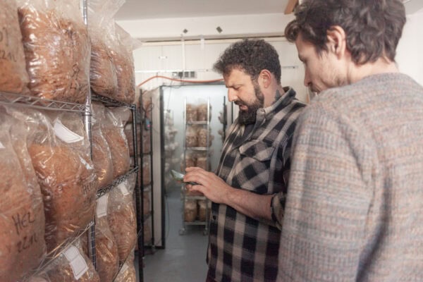 Martin Piringer und Christian Burkart in der Pilzmanufaktur prüfen Pilzbestände.