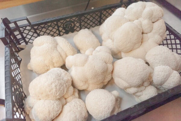 Frische, weiße Pilze in einem Korb, bereit für die Zubereitung.