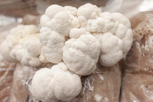 Frischer Pom Pom Pilz in der Aufzuchtphase