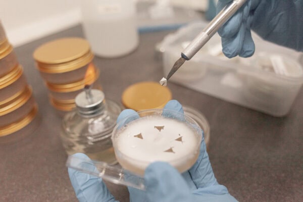 Wissenschaftliche Pilzzucht im Labor mit Messer und Petri-Schale.