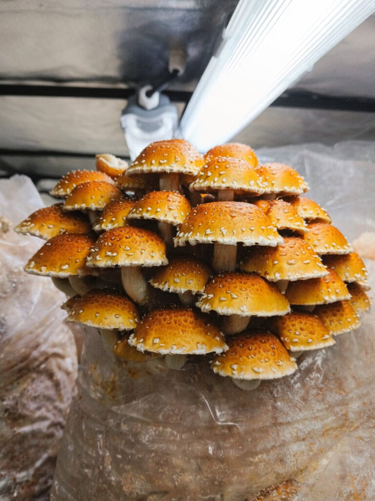 Pilzstapel aus frischen Buchenschüppling Chestnut Mushrooms in der Freiburger Pilzmanufaktur.