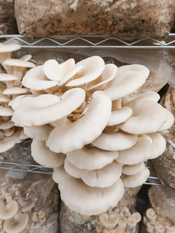 Frischer Flordiaseitling in der Pilzmanufaktur Freiburg.