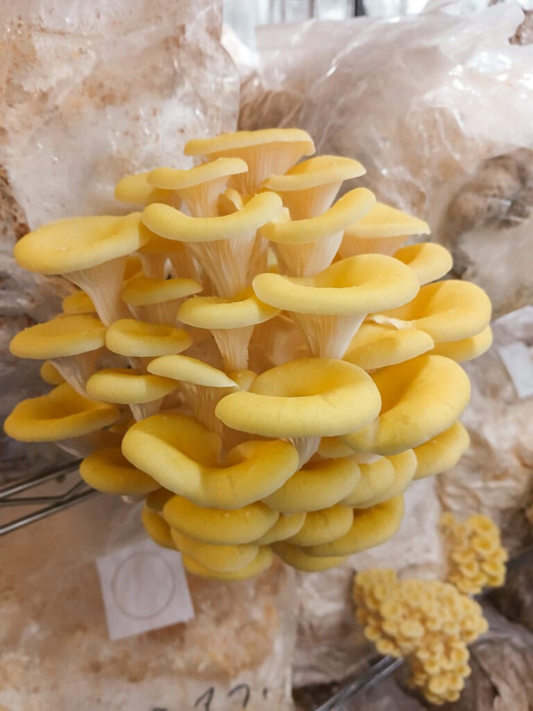 Limonenseitlinge, frisch und lecker, ideal für die Pilzmanufaktur Freiburg.