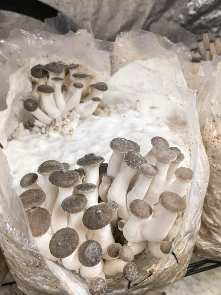 Perlseitling Black King aus der Pilzmanufaktur Freiburg.