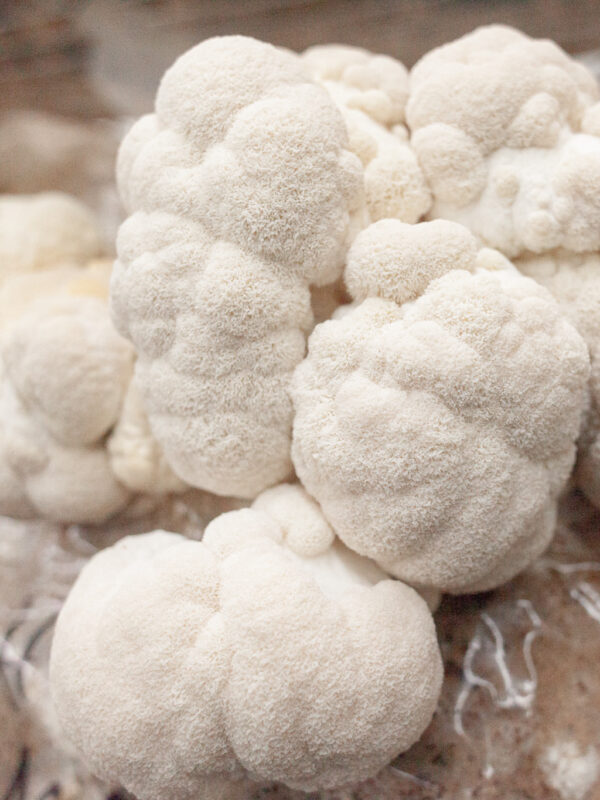 Frischer, weißer Pom Pom Blanc in der Pilzmanufaktur Freiburg.