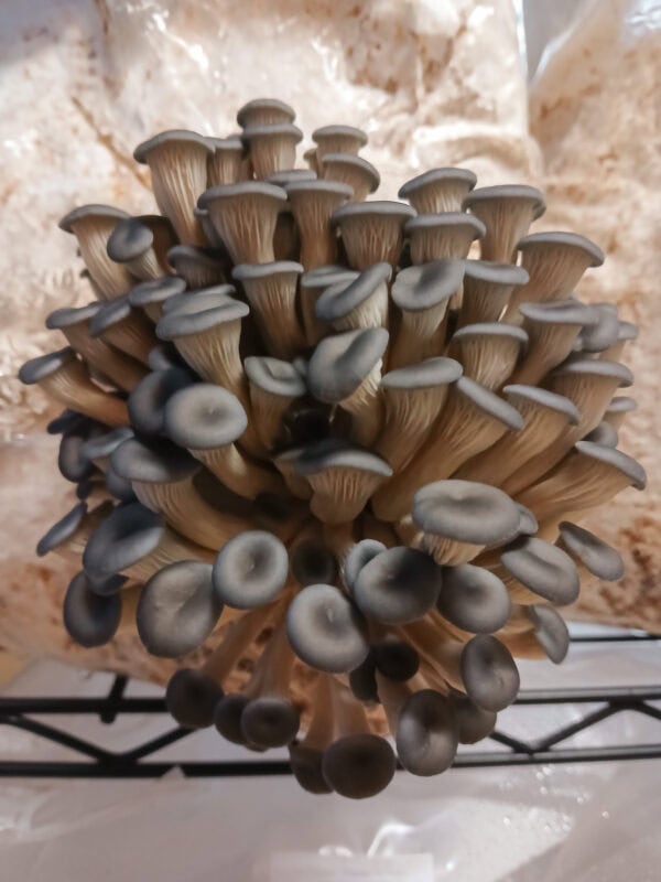 Frischer Taubenblauer Seitling in Anzucht in Freiburg.