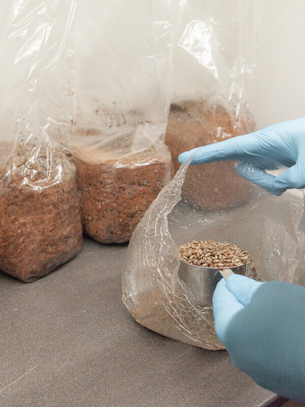 Pilz-Substrat in Beuteln für den Anbau von Speisepilzen.