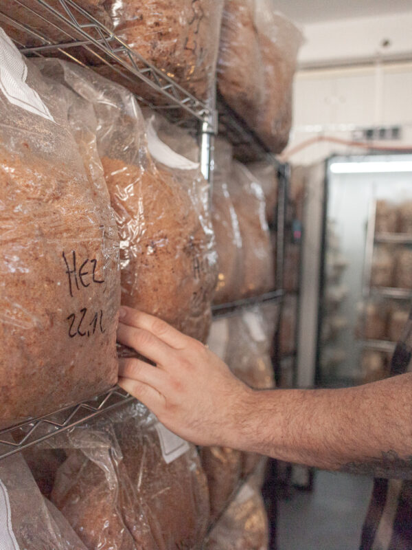 Frische, hausgemachte Pilze in Lagerung.